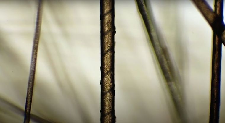 Kosmos, Mikroskop Odkrywcy, zestaw edukacyjny