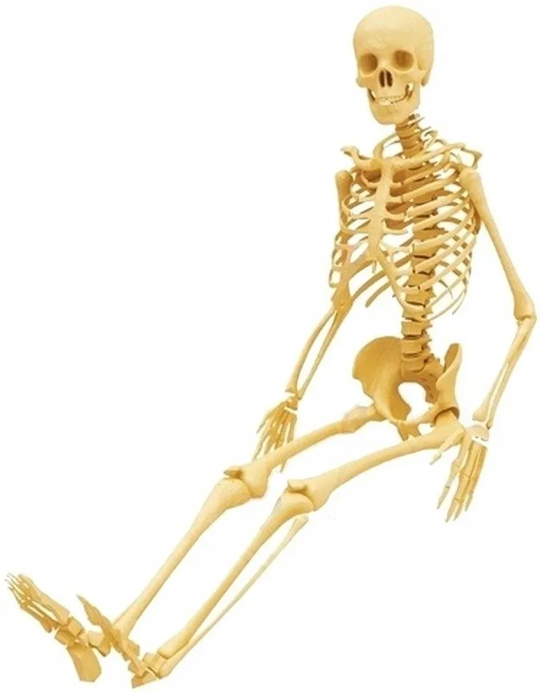 Lisciani, I'm a Genius, Poznaj Ciało Człowieka, zestaw naukowy