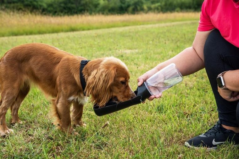 Mountain Paws, butelka z poidłem dla psa