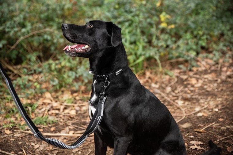 Mountain Paws, obroża dla psa, czarna, rozmiar L