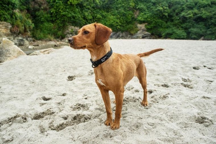 Mountain Paws, obroża dla psa, czarna, rozmiar XL