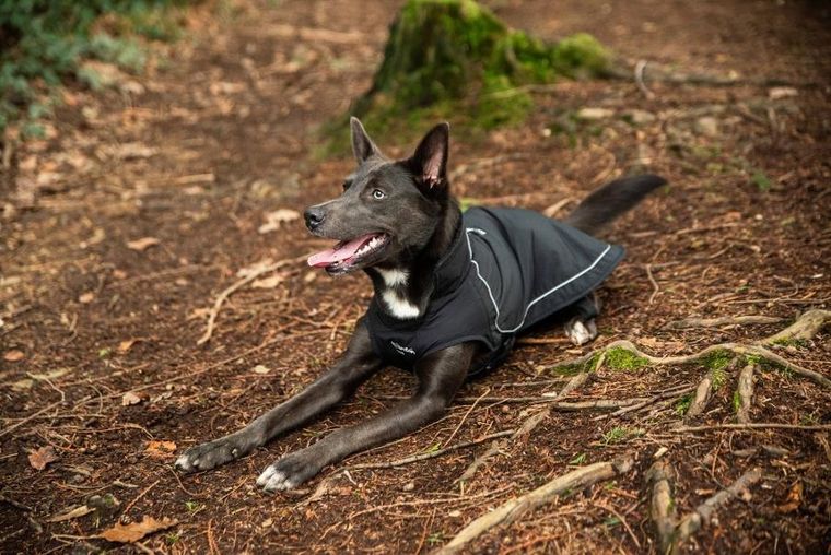 Mountain Paws, ocipelany płaszcz przeciwdeszczowy dla psa, rozmiar S