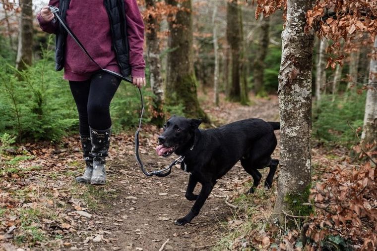 Mountain Paws, smycz do biegania z amortyzatorem, 281 cm