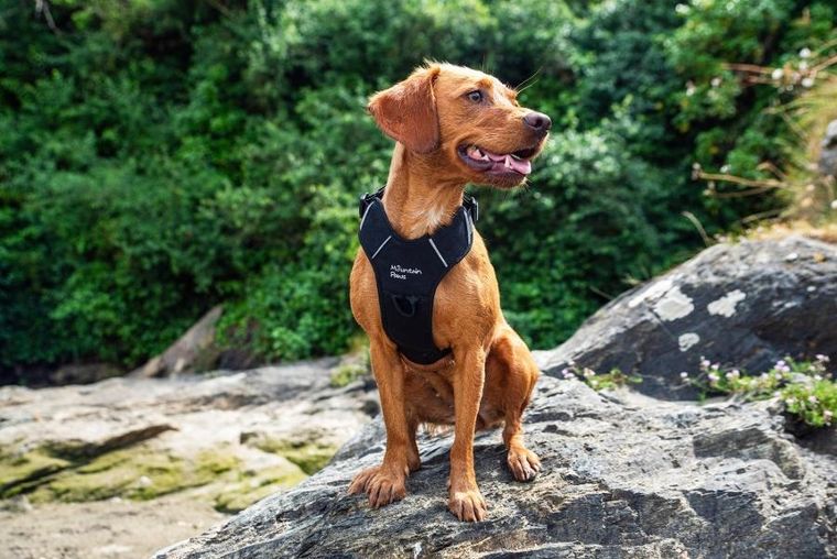 Mountain Paws, szelki dla psa, czarne, rozmiar S