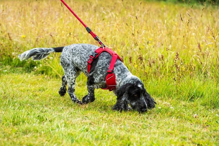 Mountain Paws, szelki dla psa, czerwone, rozmiar M