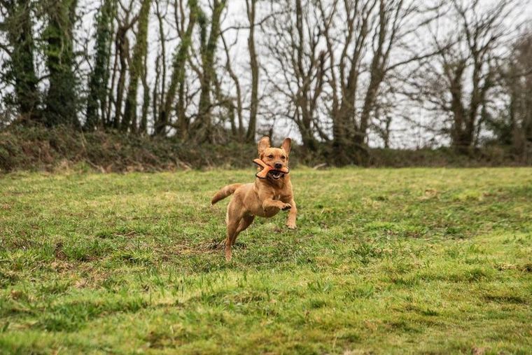 Mountain Paws, zabawka dla psa, gryzak do rzucania, pomarańczowy