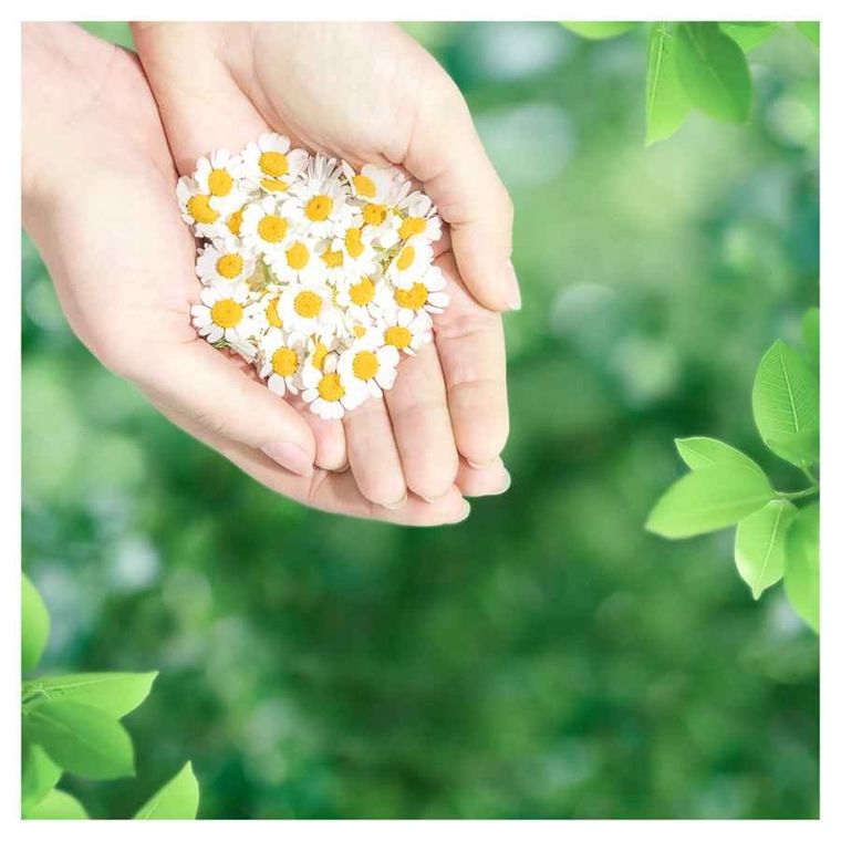 Naturella, Classic Maxi Camomile, podpaski, 16 szt.