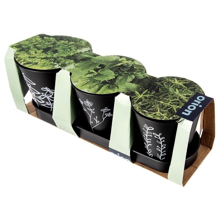 Orion, Blackline, doniczka na zioła, na podstawce, 4 elementy