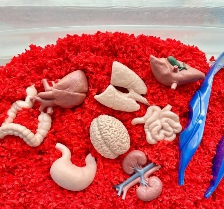 Safari Ltd, Toob, zestaw figurek, narządy wewnętrzne