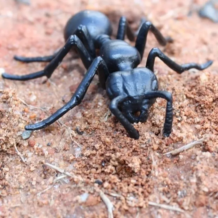 Safari Ltd, zestaw figurek, cykl życia mrówki