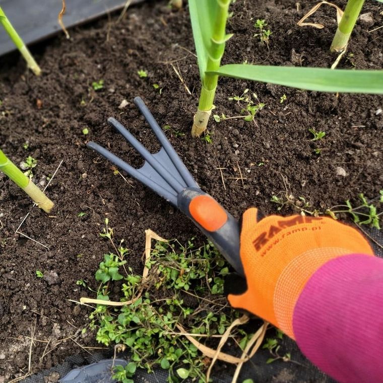 Saska Garden, pazurki, kultywator ogrodowy