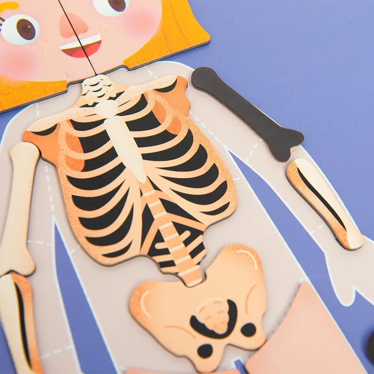 Smiki, Anatomia człowieka, magnetyczna układanka