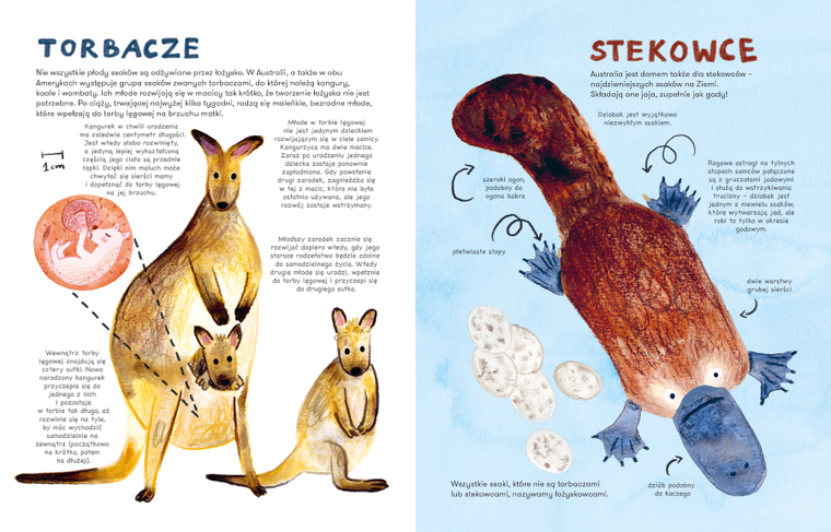 Ssaki. Jak się rozmnażają i opiekują młodymi