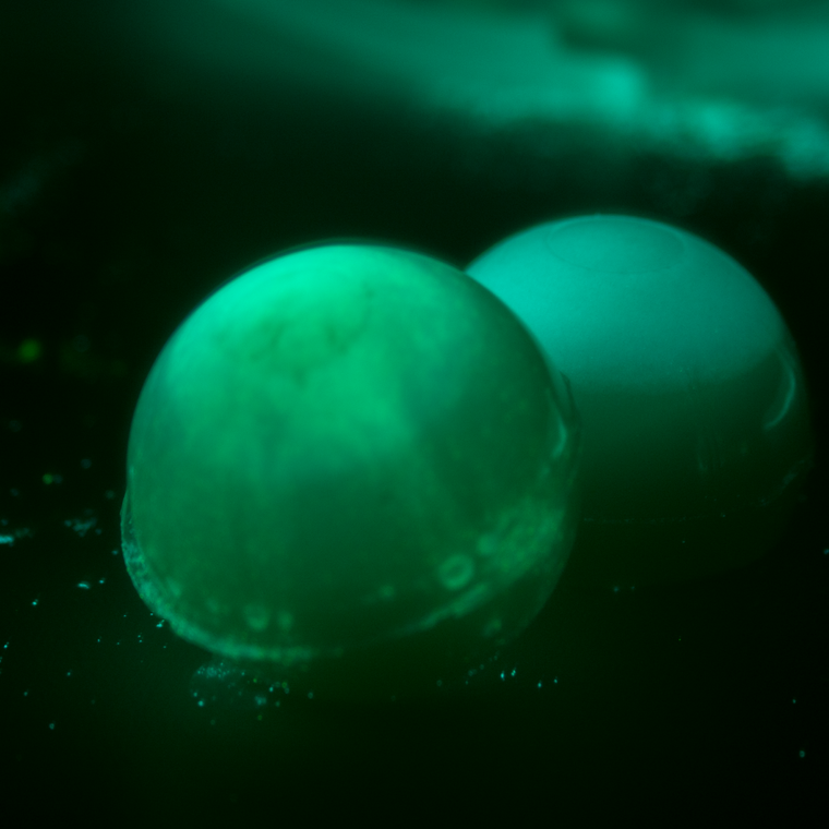 Trefl, Science4You, Fabryka świecących Glutożelków, zestaw L