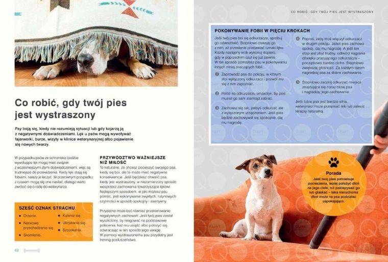 Twój pies ze schroniska