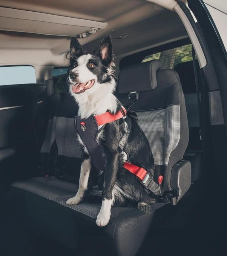 Zolux, Travel Safe, szelki dla psa, rozmiar M, czerwone