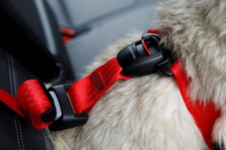 Zolux, Travel Safe, szelki dla psa, rozmiar S, czerwone