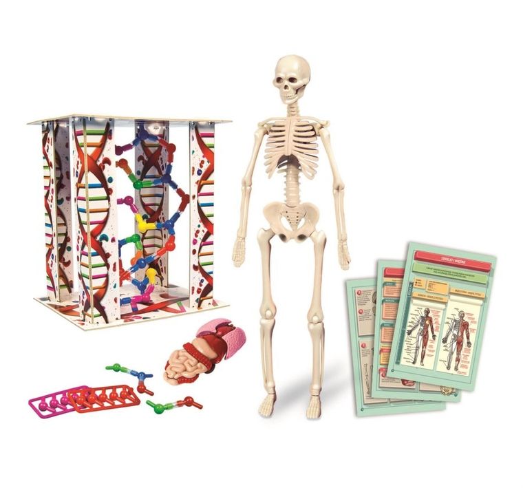Clementoni, Naukowa Zabawa, Ciało ludzkie mini