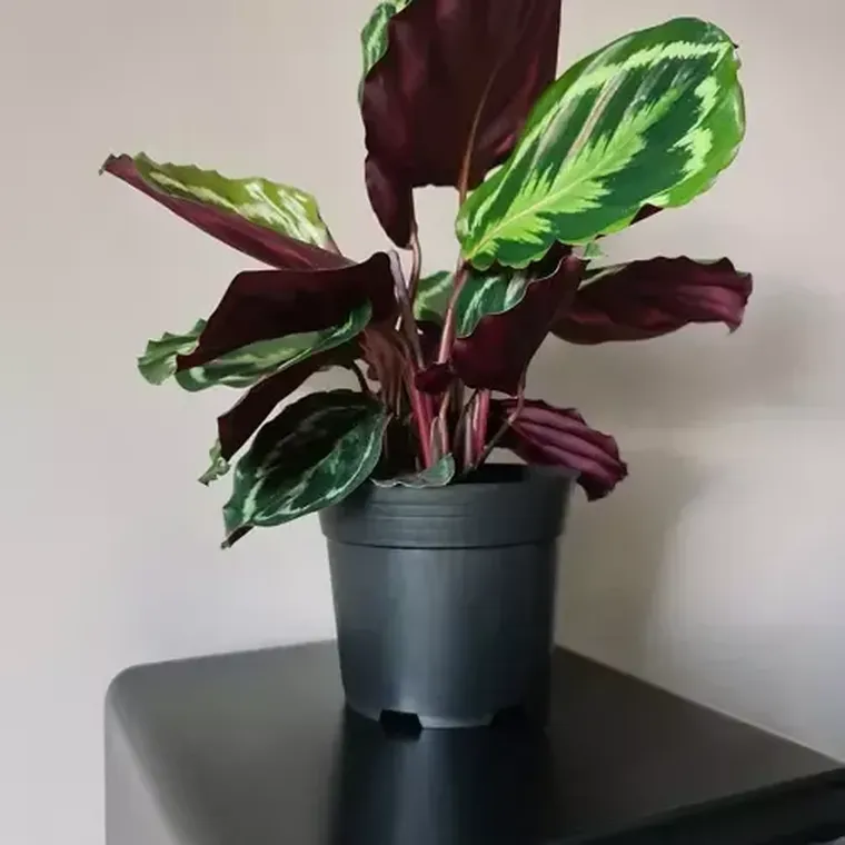 Gardlov, doniczka produkcyjna, 500 szt.