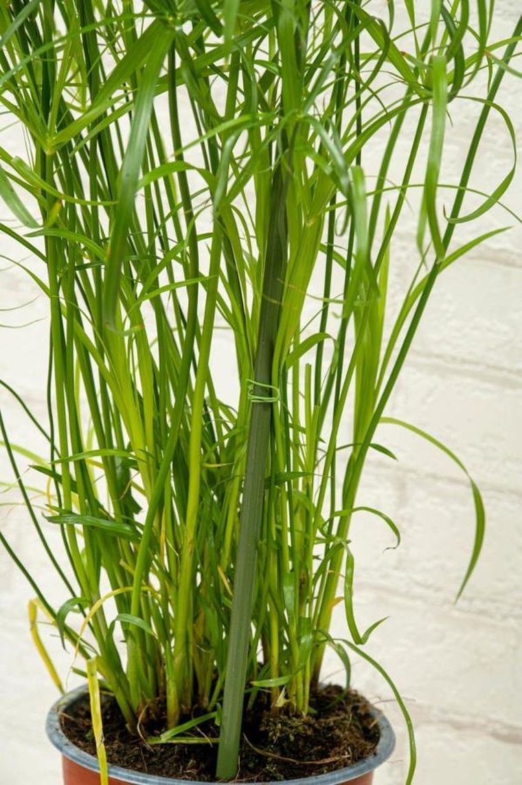 Kinzo, podpora tyczka do roślin, 50-80 cm, 6 szt.