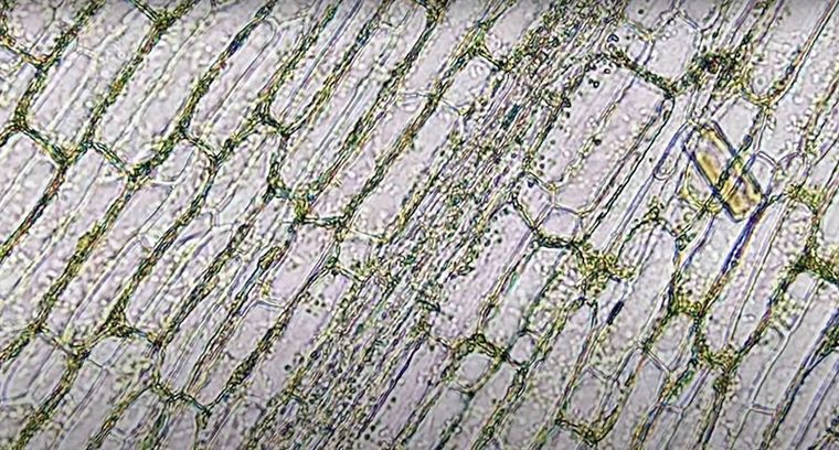 Kosmos, Mikroskop Odkrywcy, zestaw edukacyjny