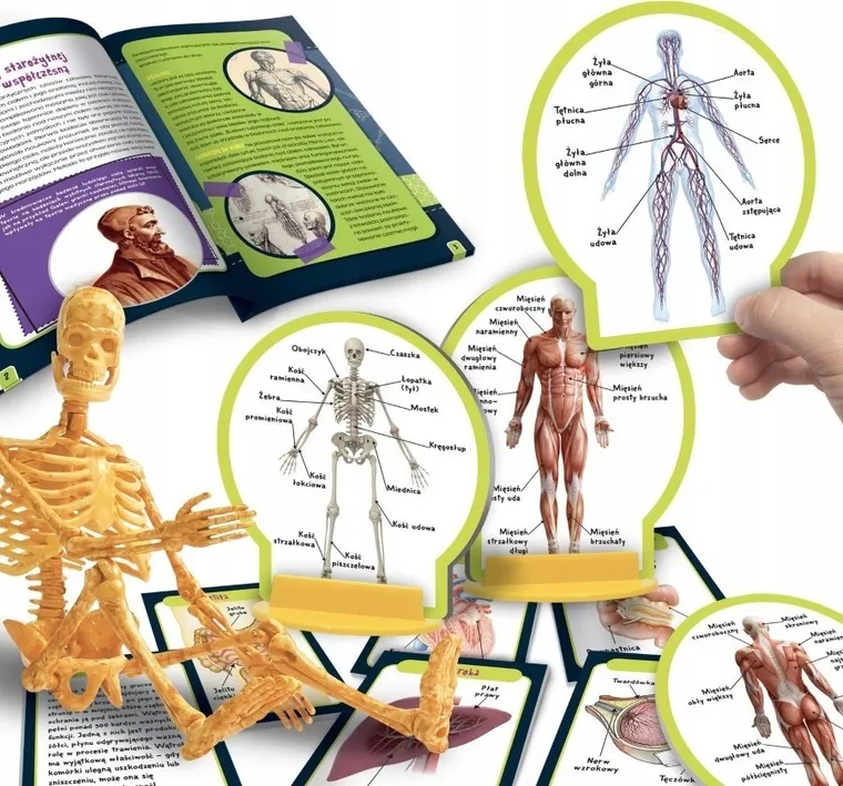 Lisciani, I'm a Genius, Poznaj Ciało Człowieka, zestaw naukowy