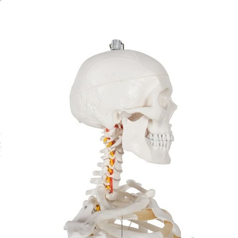 Malatec, szkielet człowieka, 170 cm