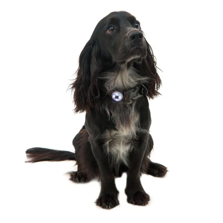 Mountain Paws, lampka bezpieczeństwa dla psa, 1 lampka