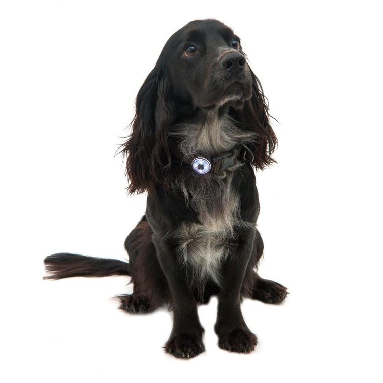 Mountain Paws, lampka bezpieczeństwa dla psa, 2 lampki