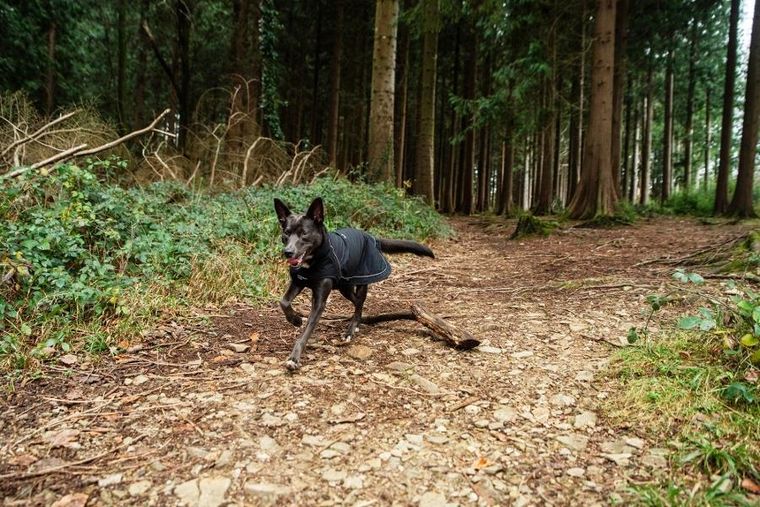 Mountain Paws, ocipelany płaszcz przeciwdeszczowy dla psa, rozmiar S