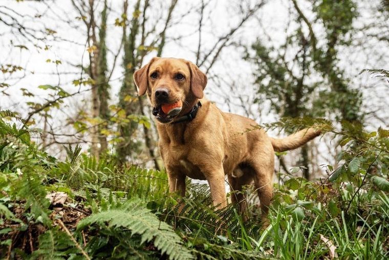 Mountain Paws, piłki tenisowe do miotacza piłek dla psa, 3 szt.
