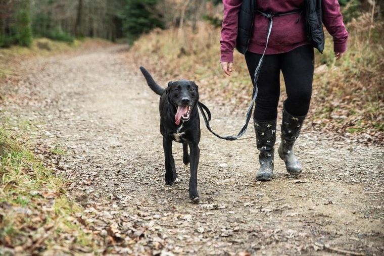 Mountain Paws, smycz do biegania z amortyzatorem, 281 cm