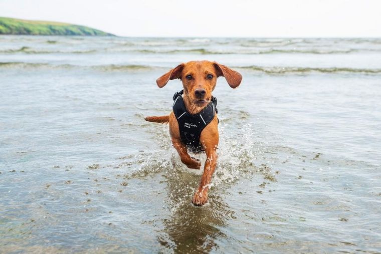 Mountain Paws, szelki dla psa, czarne, rozmiar L