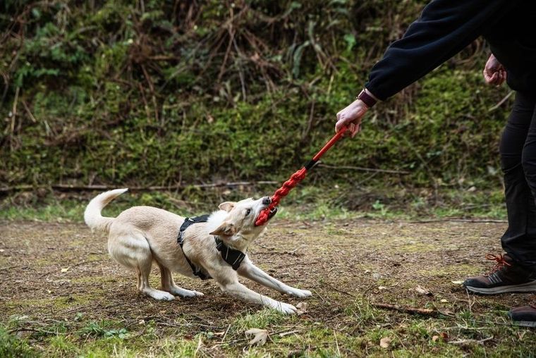 Mountain Paws, zabawka dla psa, płaski gryzak z liny