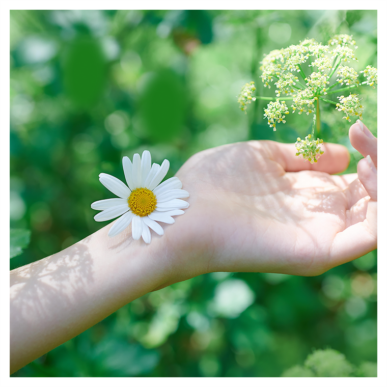 Naturella, Ultra Normal Camomile, podpaski ze skrzydełkami, 10 szt.