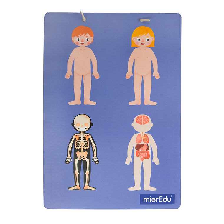 Smiki, Anatomia człowieka, magnetyczna układanka