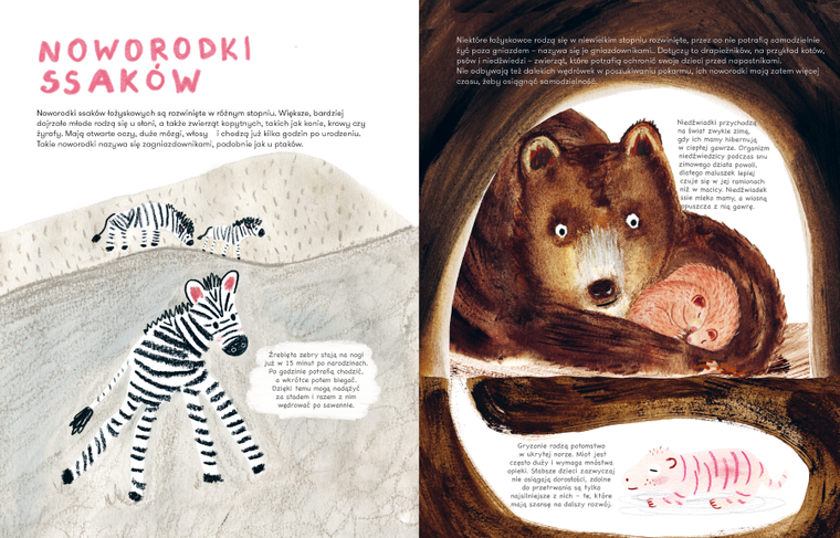 Ssaki. Jak się rozmnażają i opiekują młodymi