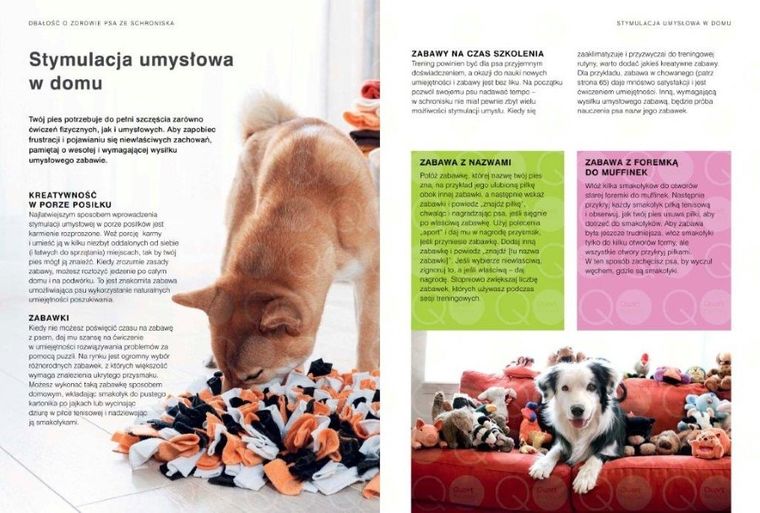 Twój pies ze schroniska