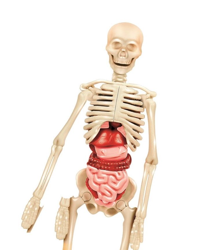 Clementoni, Naukowa Zabawa, Ciało ludzkie mini