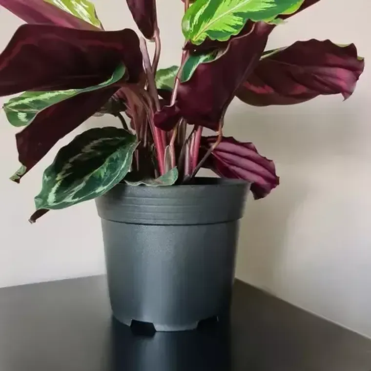 Gardlov, doniczka produkcyjna, 500 szt.