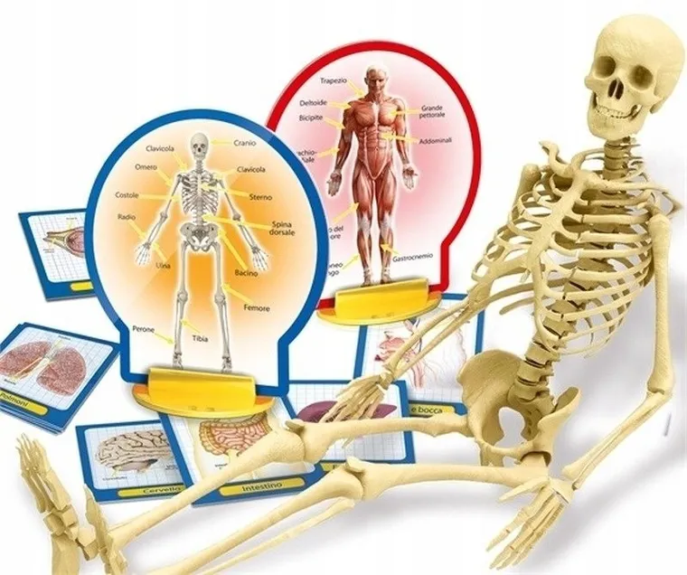 Lisciani, I'm a Genius, Poznaj Ciało Człowieka, zestaw naukowy