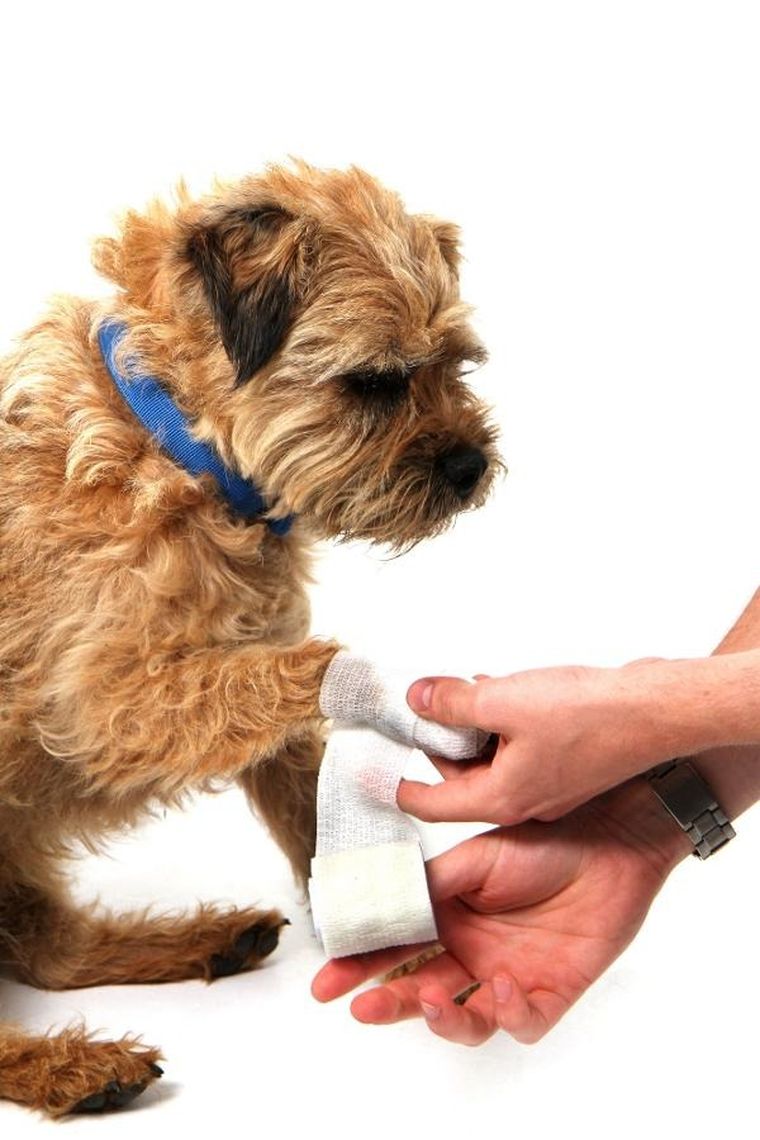 Mountain Paws, apteczka pierwszej pomocy dla psa