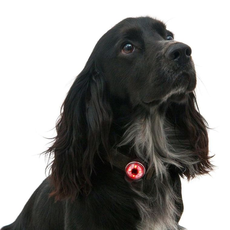 Mountain Paws, lampka bezpieczeństwa dla psa, 2 lampki