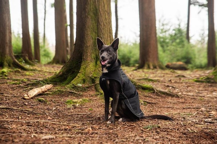 Mountain Paws, ocipelany płaszcz przeciwdeszczowy dla psa, rozmiar XL