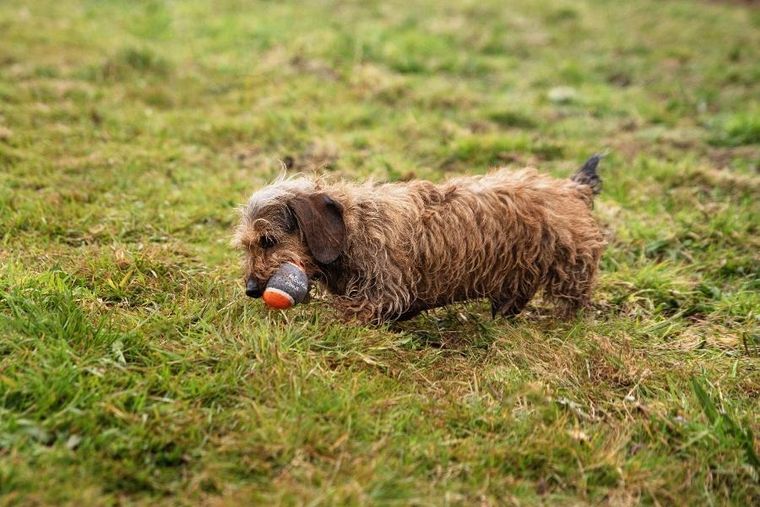 Mountain Paws, piłki tenisowe do miotacza piłek dla psa, 3 szt.