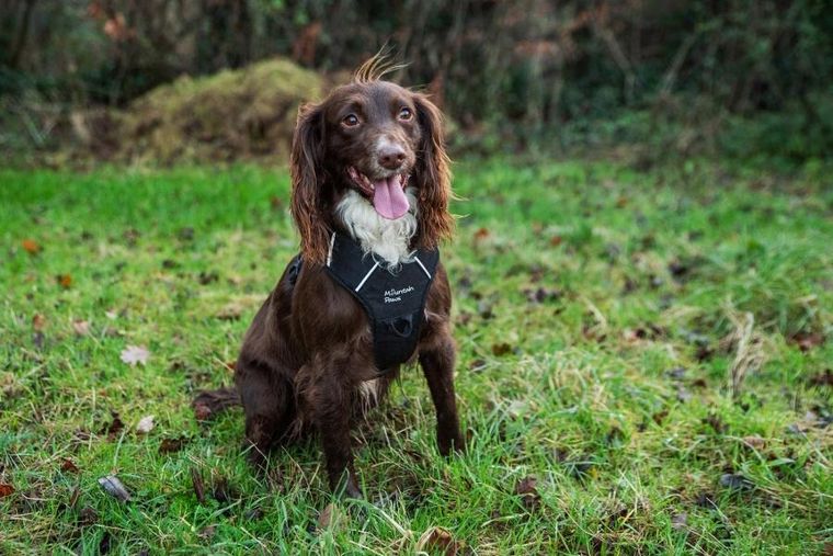 Mountain Paws, szelki dla psa, czarne, rozmiar S