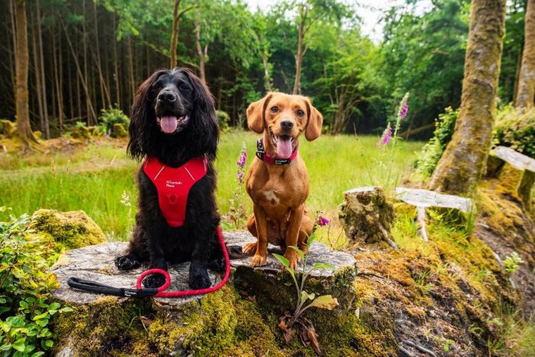 Mountain Paws, szelki dla psa, czerwone, rozmiar S