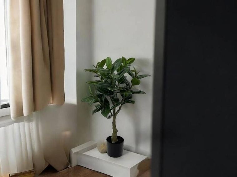 Present Time, sztuczna roślina, drzewko kauczukowe, 69 cm