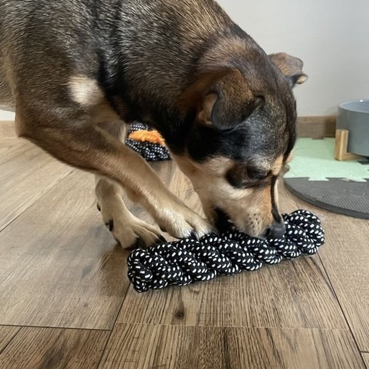 Purlov, zestaw zabawek dla psa, 10 szt.