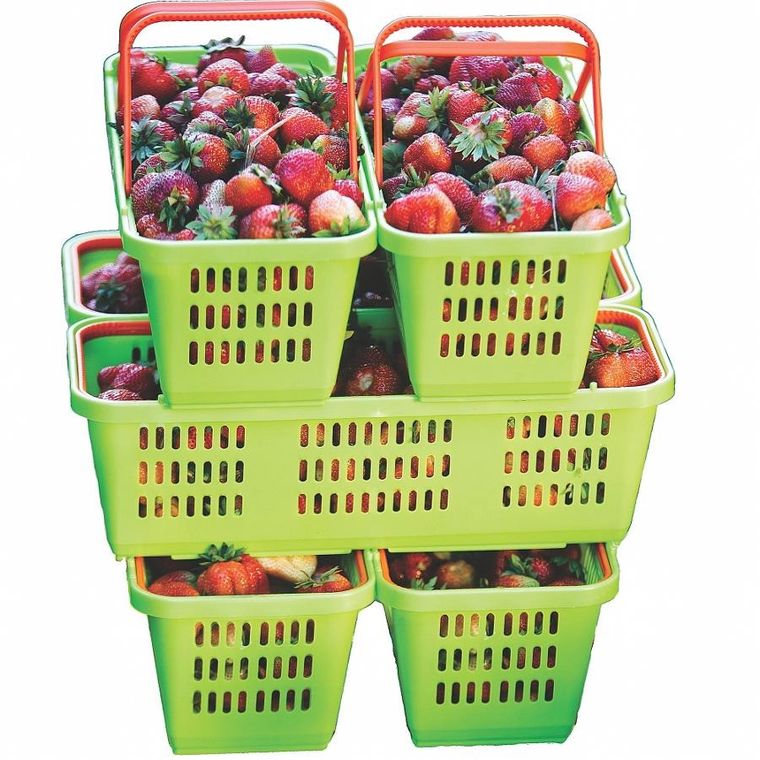 Saska Garden, koszyk plastikowy na owoce i warzywa, z rączką, ażurowy
